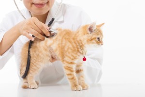 cat-at-vet_8